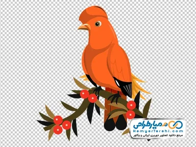 دانلود تصویر وکتوری پرنده زینتی نارنجی