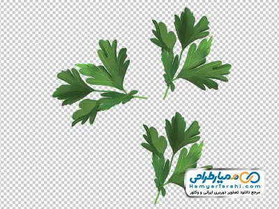 عکس png برگ جعفری