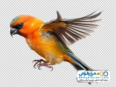 تصویر png طوطی در حال پرواز