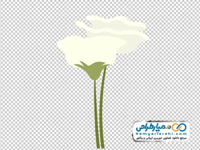 عکس با کیفیت شاخه گل سفید