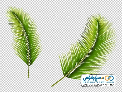 عکس وکتور برگ درخت گرمسیری