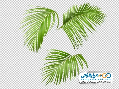عکس وکتوری برگ درخت گرمسیری
