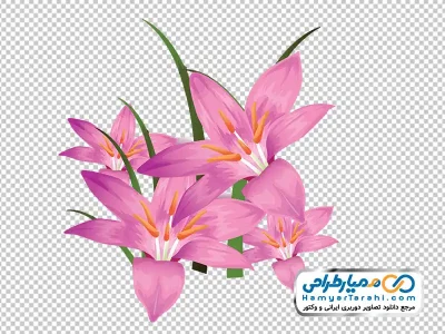 دانلود عکس وکتوری گل سوسن بارانی صورتی
