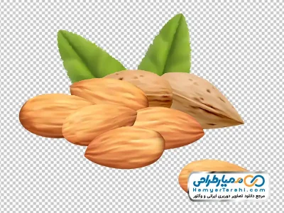 دانلود عکس وکتوری بادام