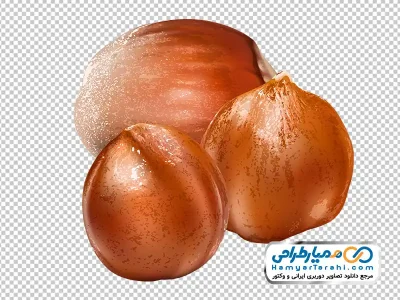 دانلود تصویر وکتوری فندق با فرمت png