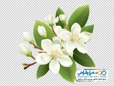 تصویر png گل یاس سفید