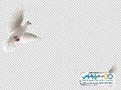 دانلود دوربری کبوتر