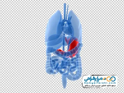 دانلود تصویر png آناتومی اعضای داخلی بدن ناحیه شکم