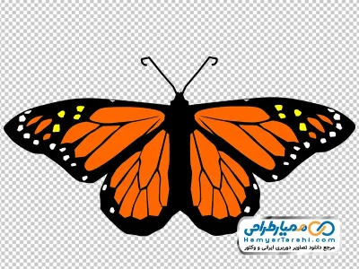 عکس با کیفیت پروانه نارنجی