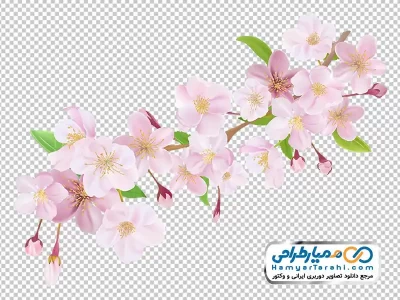 تصویر png شکوفه درخت