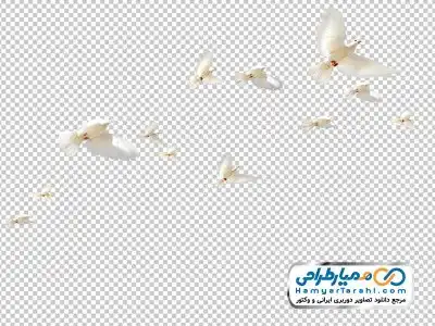 فایل دوربری دسته کبوتران سفید