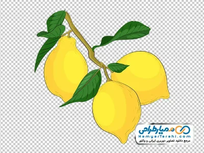 عکس وکتوری شاخه لیموترش با فرمت png