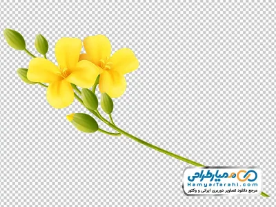 دانلود تصویر وکتوری شاخه گل زرد