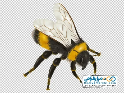 عکس وکتوری زنبور عسل