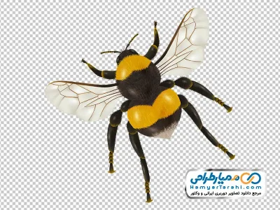 دانلود تصویر وکتوری زنبور عسل از نمای بالا