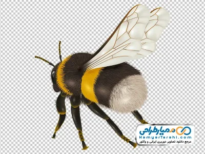 فایل عکس وکتوری زنبور عسل