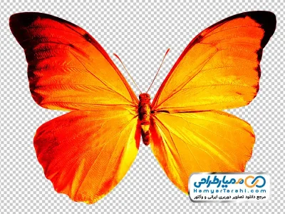 عکس png پروانه نارنجی زیبا