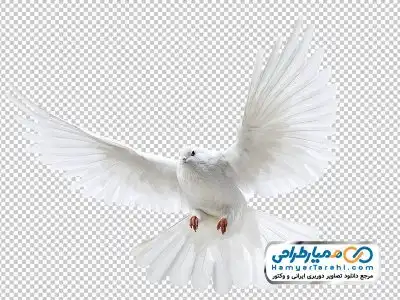 تصویر با کیفیت کبوتر