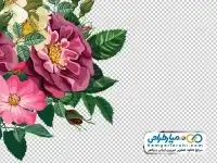 تصویر png گل زیبا