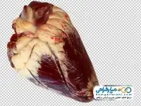 دوربری دل گوسفند