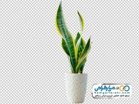 تصویر با کیفیت گلدان گل سنسوریا