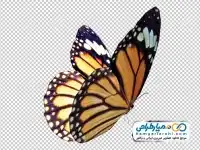 دوربری تصویر پروانه