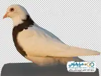 دوربری کبوتر حرم حضرت معصومه