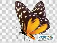 تصویر با کیفیت پروانه