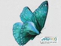 تصویر png پروانه