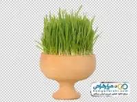 تصویر png سبزه سفره هفت سین