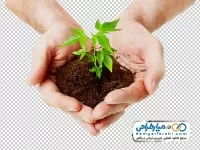 تصویر دوربری دست و نهال درخت
