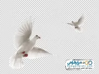 دوربری کبوتر