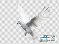 عکس با کیفیت کبوتر