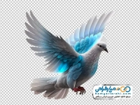 عکس دوربری کبوتر