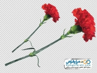 دوربری تصویر شاخه گل میخک مینیاتوری