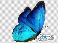 عکس پروانه آبی