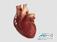 تصویر با کیفیت قلب انسان