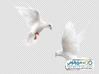 تصویر با کیفیت کبوتران در حال پرواز