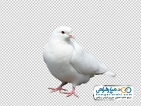 عکس کبوتر نشسته