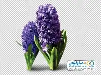 تصویر png شاخه گل سنبل