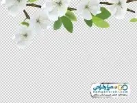 دوربری شکوفه درخت سیب
