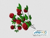 تصویر وکتوری شاخه انار