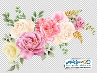 تصویر دوربری شده گل رز زیبا زرد و صورتی با برگ های سبز