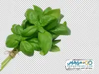 دوربری ریحان