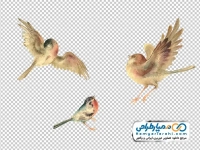 عکس png مرغ اسلیمی