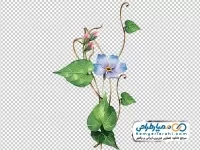 تصویر دوربری شاخه گل