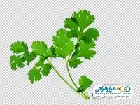 دوربری شاخه جعفری