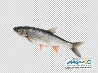 تصویر با کیفیت ماهی