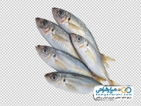 تصویر png ماهی تازه
