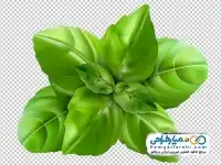 تصویر دوربری برگ ریحان